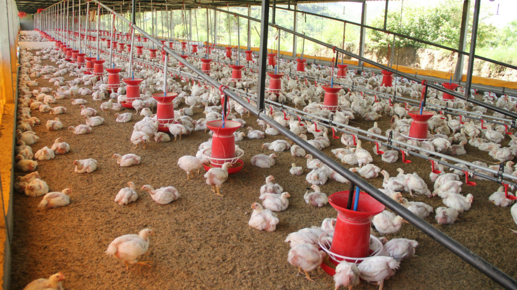 متجنة دجاج للاستثمار بالقرب منك